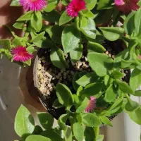 ناز گل ۲۰ تومن