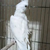 عروس نر آماده جفت|پرنده|بجنورد, |دیوار