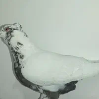 کبوتر دمبی ماده