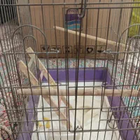 قفس پرنده نو نو