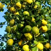 لیمو آبدار محلی  160