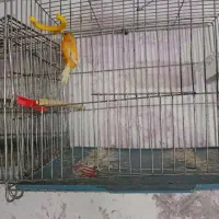 قناری|پرنده|الیگودرز, |دیوار