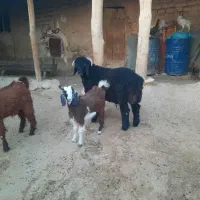 بره قوچ داشتی
