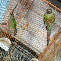 گیرینچیک|پرنده|ساری, |دیوار