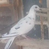 کبوتر گلی|پرنده|آباده, |دیوار