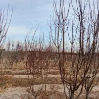 درخت میوه|گل و گیاه طبیعی|رباط‌کریم, انجم آباد|دیوار