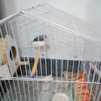 فنچ|اسباب‌بازی بچه|ایذه, |دیوار