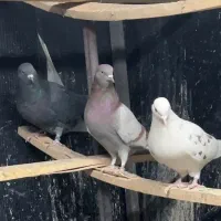 کفتر کبوتر|پرنده|تهران, حکیمیه|دیوار