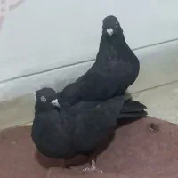 باسلام یه جفت نروماده زاغ آبادانی به فروش میرسد|پرنده|خمینیشهر, |دیوار