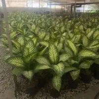 حراج حراج حراج گل و گلدان گلسرای فرشته