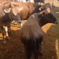 40 راس گوساله کردی