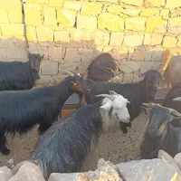 فروش 8راس بز داشتی و کشتی|حیوانات مزرعه|اندیکا, |دیوار