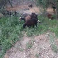 گوسفند وبره گوشتی گشتاری|حیوانات مزرعه|رودهن, |دیوار