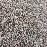 کشمش آفتابی درجه یک|خوردنی و آشامیدنی|اسفرورین, |دیوار
