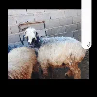 یک دودندون سینه کرده قیمت۳۵