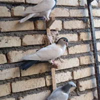 کفتر بوم شلاقی پرشی|پرنده|تربتحیدریه, بی بی حسنیه|دیوار