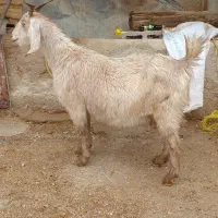 بز پاکستانی بشرط دوقلوزا|حیوانات مزرعه|کازرون, |دیوار