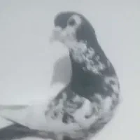 چهار عدد کبوتر