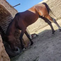 اسب دره شور