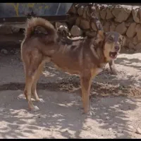 ماده خراسانی اصیل