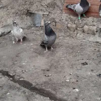 کبوترسبزصید