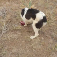 ماده یک ساله با ۲تاطوله نر