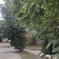 فروش زمین ۳۳۰ متری|فروش خانه و ویلا|گالیکش, |دیوار