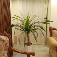 گل بزرگ مناسب پذیرایی|گل و گیاه طبیعی|شیراز, شهرک گلستان|دیوار