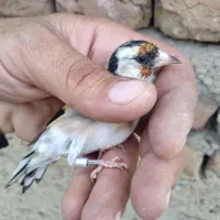 سهره