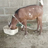 کهره نر سرحال|حیوانات مزرعه|میناب, |دیوار