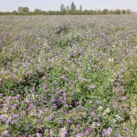 بذر قره یونجه|خدمات باغبانی و درختکاری|شیراز, دارالرحمه|دیوار