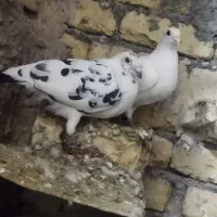 یک جفت مسافتی