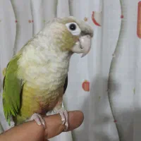 طوطی گرینچیک|پرنده|رودسر, |دیوار