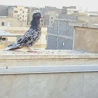 کفتر دم سفید باخت خورده