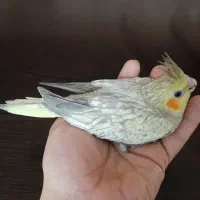 ۳۰عدد جوجه عروس هلندی|پرنده|بروجرد, |دیوار