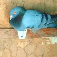 کفتر|پرنده|صالح آباد (خراسان), |دیوار