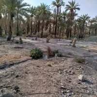 فروش زمین کشاورزی حاجی اباد معدنوییه|فروش دفتر صنعتی، کشاورزی، تجاری|حاجی آباد, |دیوار