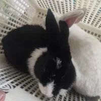 فروش خرگوش خانگی|موش و خرگوش|یزد, |دیوار