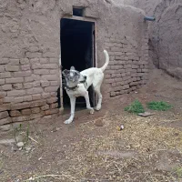 سگ گم شده|حیوانات|سبزوار, قصبه شرقی|دیوار