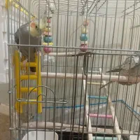 عروس هلندی سخنگو|پرنده|جوانرود, |دیوار