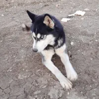 سگ هاسگی|سگ|اردبیل, |دیوار