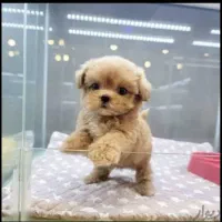 سگ مالتیپو جیبی