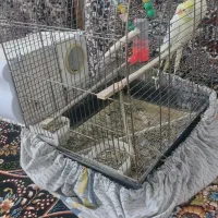 یک جفت عروس هلندی نر و ماده|پرنده|طبس, |دیوار