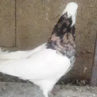 طوقی هفت نگ|پرنده|اصفهان, شهرک امام زمان|دیوار