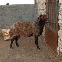 قوچ هترو آماده به کار دو عدد بره قوچی