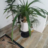 گل اپارتمانی