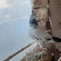 کبوتر ساعتی