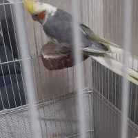 یک جفت عروس هلندی مولد به همراه ۳ عدد جوجه.|پرنده|چهاردانگه (تهران), |دیوار