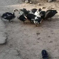 جوجه اردک اسرائیلی|حیوانات مزرعه|خضر آباد, |دیوار