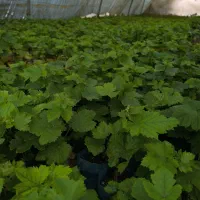 فروش ویژه نهال انگور اصلاح شده و پر بازده